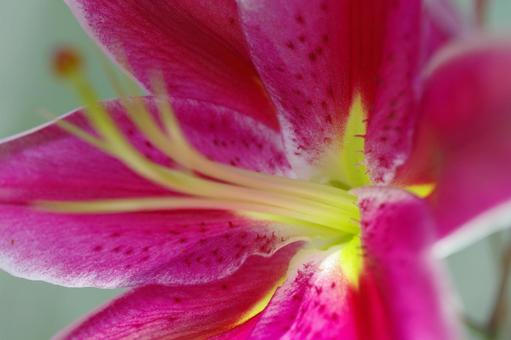 カノコユリ　タナバタユリ　の写真