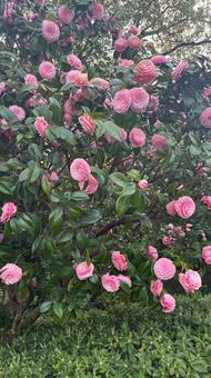 花 花の写真