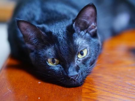 だらける黒猫 だらける黒猫 ねこ,黒猫,ペットの写真素材