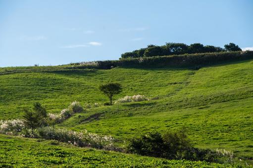 広大な牧草地に広がる青空のコントラスト 丘,放牧地,牧場の写真素材