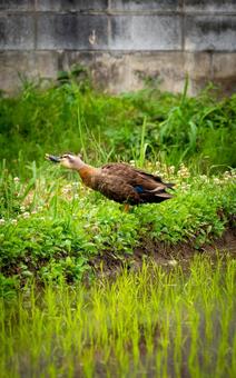 畔で水を飲むカモ 鴨,カモ,水鳥の写真素材