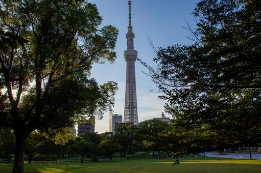 真夏の隅田公園とスカイツリー 真夏の隅田公園とスカイツリー 隅田公園,スカイツリー,真夏の写真素材