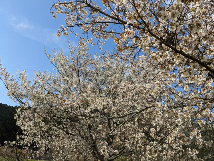 満開の桜とひこうき雲 桜,ひこうき雲,満開の写真素材