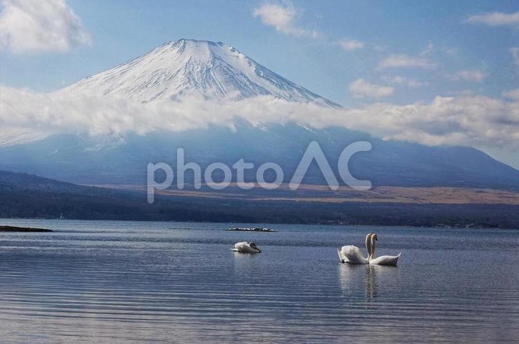 富士山と白鳥とのハーモニー2 生き物,動物,鳥の写真素材