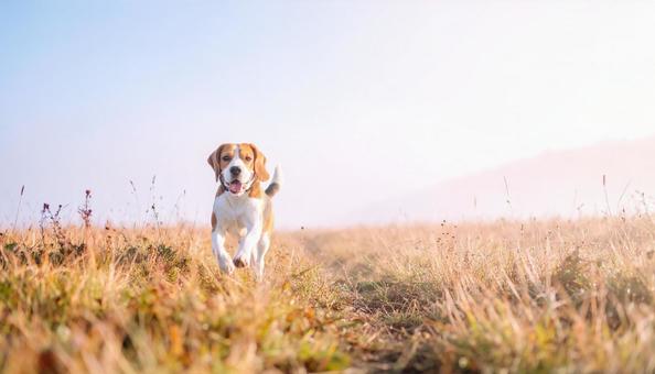 草原を散歩するビーグル犬 草原を散歩するビーグル犬の写真