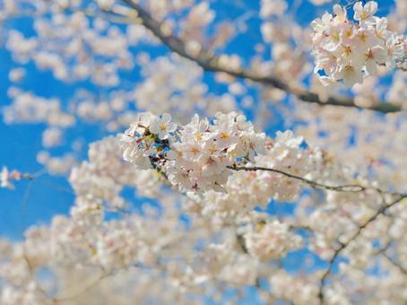 桜 桜の写真