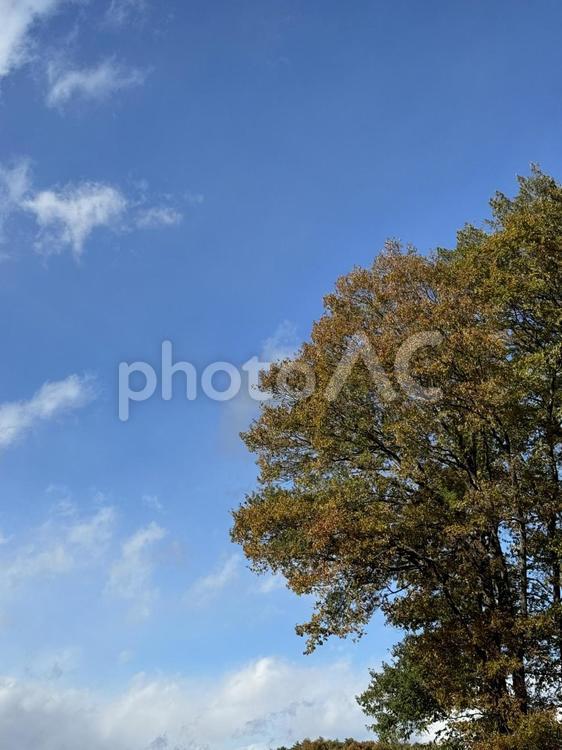 紅葉の樹木と青空 自然,秋,晩秋の写真素材