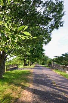木漏れ日差す、癒しの散歩道 木漏れ日差す、癒しの散歩道の写真