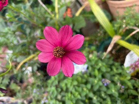 花 植物 花 植物の写真