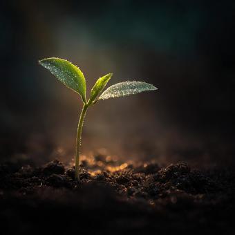 土から芽生える小さな希望の写真