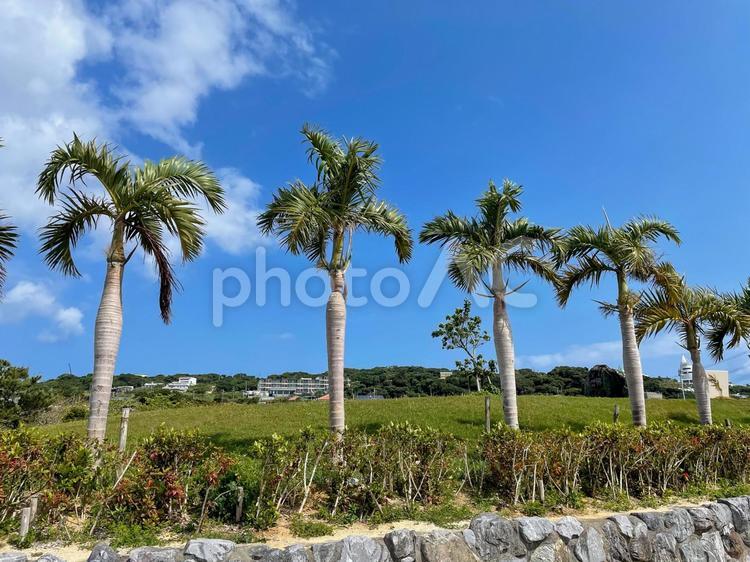 沖縄の風景 沖縄,南国,実の写真素材