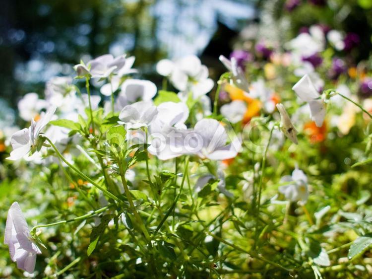 色とりどりの草花 草花,色とりどり,鮮やかの写真素材