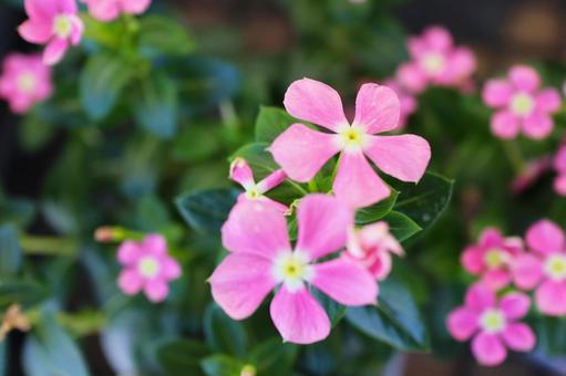 ピンクの花びら ピンクの花びらの写真