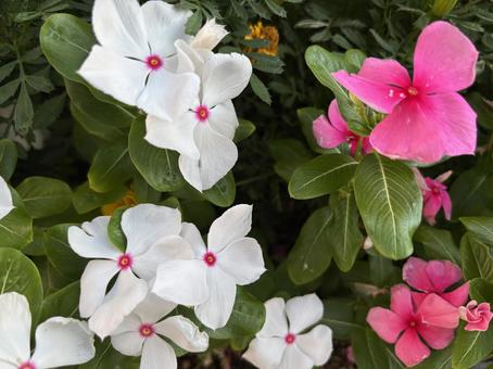 白とピンクの花 花,白,鮮やかの写真素材