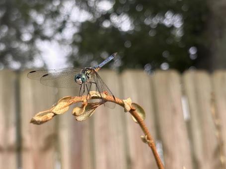 トンボ2(Blue dasher/オス) トンボ2(Blue dasher/オス)の写真