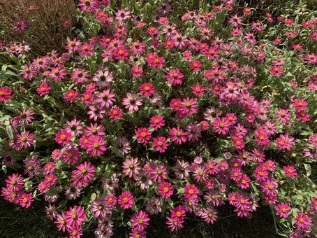 ジニア 花 ジニア 花の写真