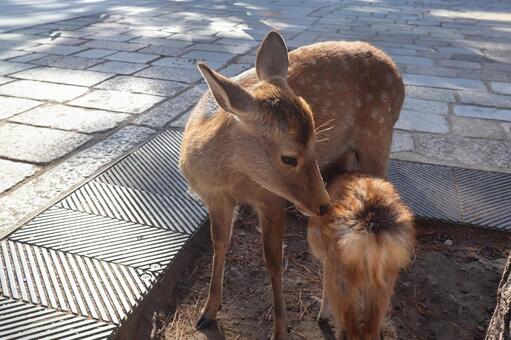 奈良公園の鹿（授乳中の親子） 鹿,授乳中,母鹿の写真素材