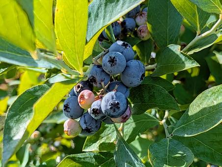 blueberry blueberry blueberry,ブルーベリー,ベリーの写真素材