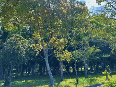 自然の風景、緑、散歩道 自然の風景、緑、散歩道の写真
