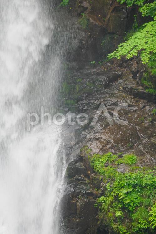 新緑の秋保大滝(25) 滝,秋保大滝,名瀑の写真素材