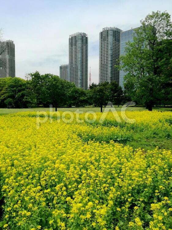 都会の菜の花畑　浜離宮恩賜庭園 菜の花畑,菜の花,浜離宮の写真素材