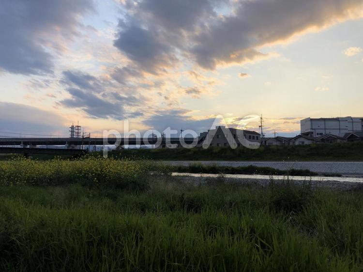 京都　鴨川の春の夕暮れ　アブラナ アブラナ,川,京都の写真素材
