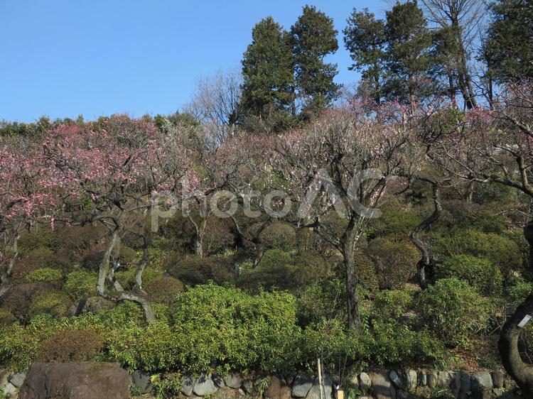 池上梅園　梅 冬,大田区,季節の写真素材