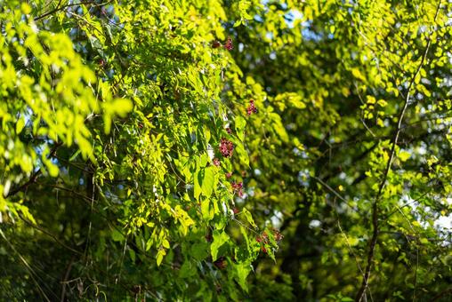 木漏れ日輝く緑の葉と実 自然,緑,葉の写真素材