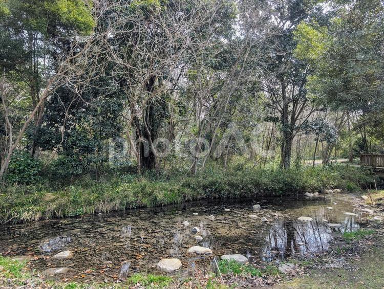 森の中の池 池,木,自然の写真素材