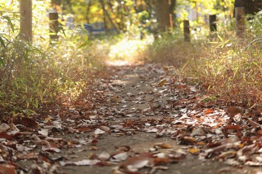 秋の小径 秋,自然,茶色の写真素材