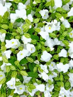 白のトレニア 白のトレニア 花,夏,トレニアの写真素材