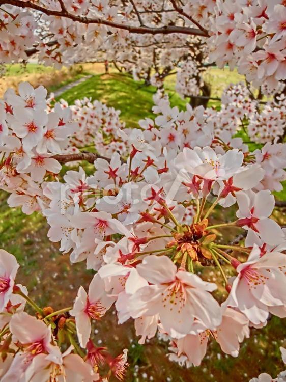 満開の桜でお花見5 お花見,桜,アップの写真素材
