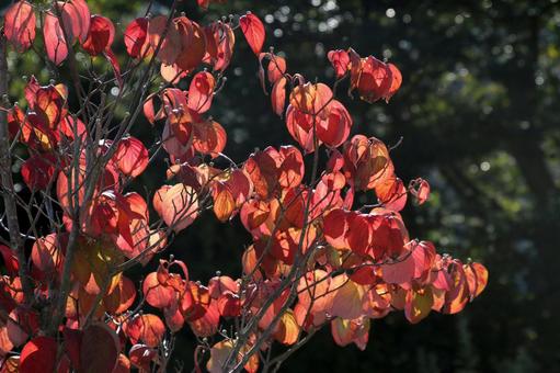 紅葉 紅葉の写真