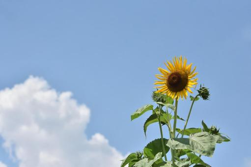 青空とひまわり 青空とひまわり ひまわり,夏,花の写真素材