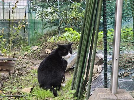 地域猫 猫,ネコ,地域猫の写真素材