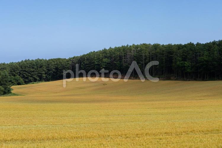 林と麦畑 きれい,のどか,のんびりの写真素材