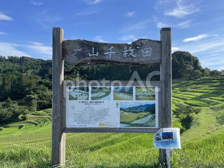 千葉県鴨川市の大山千枚田 大山千枚田,鴨川,棚田の写真素材