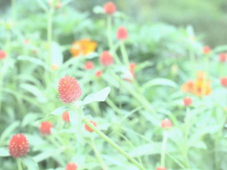 秋の 秋のの写真