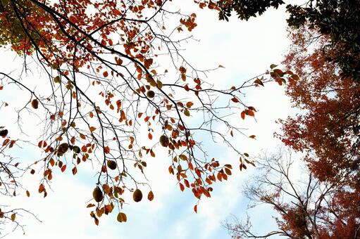 曇り空と黄色くなった枯れ葉 秋のイメージ,落葉,山奥の写真素材