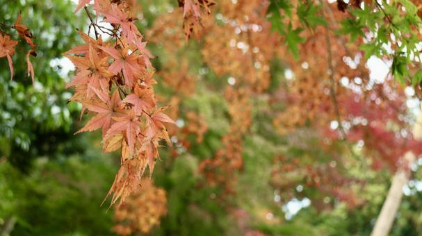 紅葉 紅葉の写真