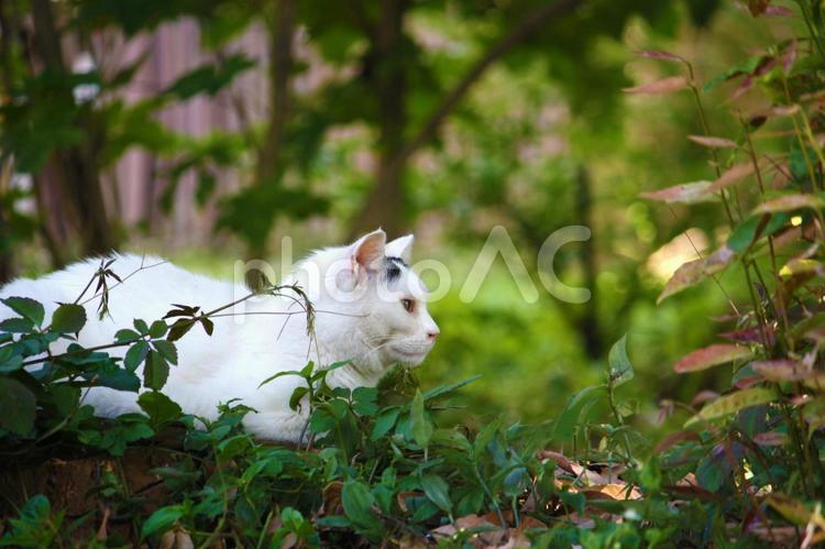 出会った猫シリーズ_06 猫,白猫,眉毛の写真素材