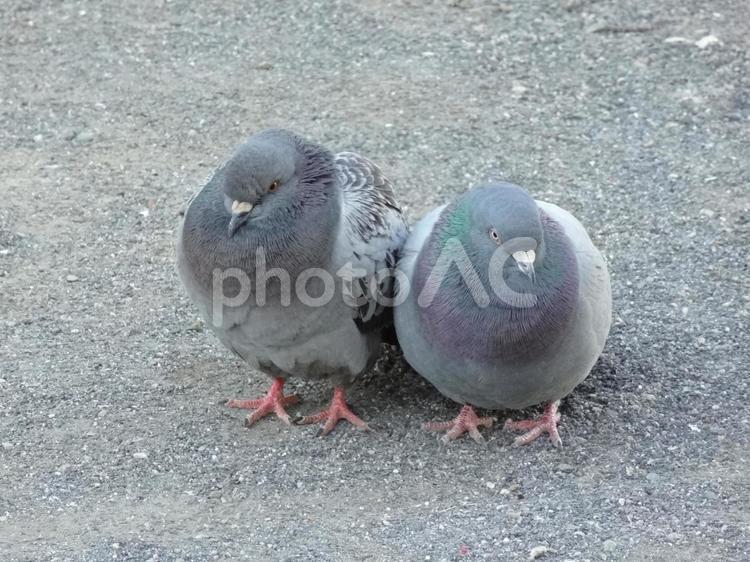 体を寄せ合う２羽の鳩 鳩,ハト,はとの写真素材