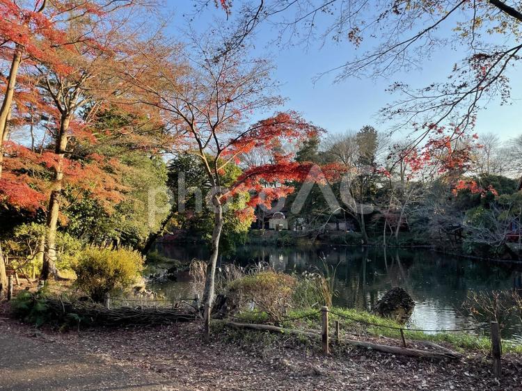 吉祥寺の井之頭公園の風景 吉祥寺,井之頭公園,デートスポットの写真素材