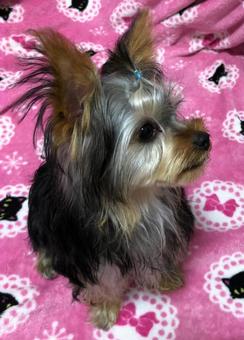 Dog Yorkshire Terrier, JPG Dog Yorkshire Terrier, JPG