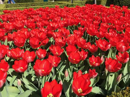 オランダ キューケンホフ公園 満開の花 オランダ キューケンホフ公園 満開の花の写真