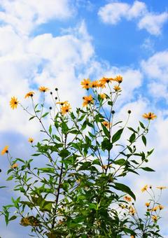 爽やかフラワー 青空,秋空,空の写真素材