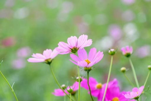 淡いピンクのコスモスが咲く秋の風景 淡いピンクのコスモスが咲く秋の風景 コスモス,秋,花の写真素材