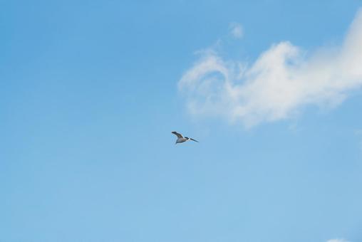 大空を優雅に舞うセグロカモメ 大空を優雅に舞うセグロカモメの写真