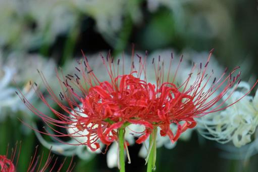 激情之花, JPG 激情之花, higambana, cluster amaryllis, flower, JPG