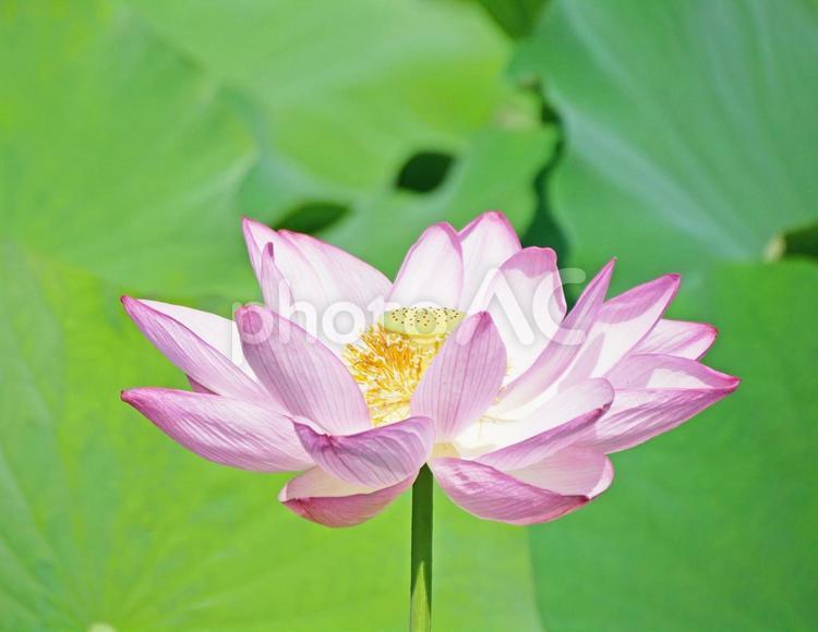 清らかなピンク色の蓮の花のアップ 蓮,ハス,ピンクの写真素材